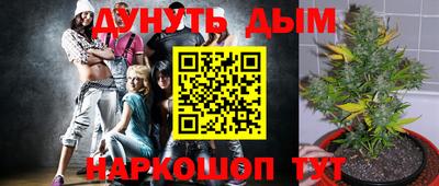 сатива Белореченск